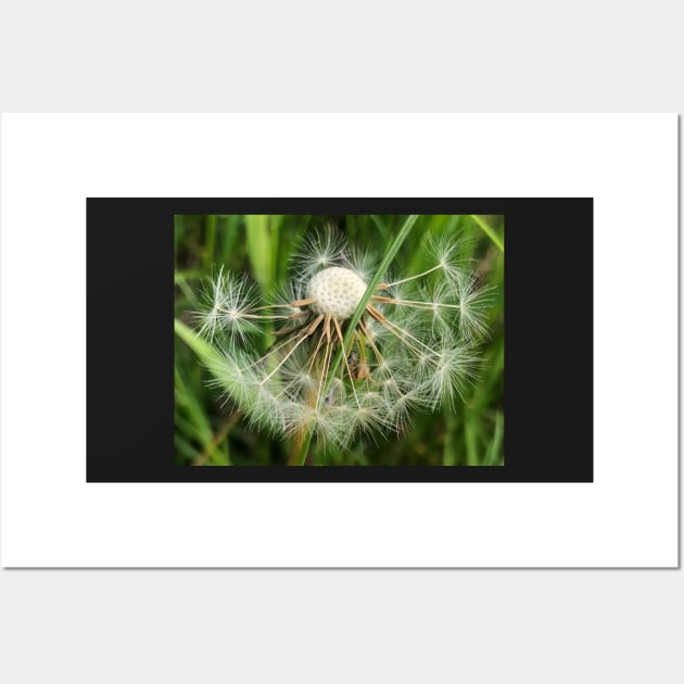 Dandelion Poof: Make-a-Wish for All Eternity Wall Art by Photomersion